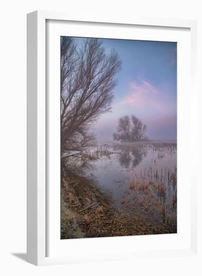 Misty Foggy Tree Scene, Merced Wildlife Refuge-null-Framed Photographic Print