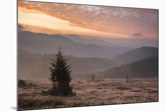 Misty Forest and Carpathian Mountains Landscape at Sunrise, Ranca, Parang Mountains-Matthew Williams-Ellis-Mounted Photographic Print