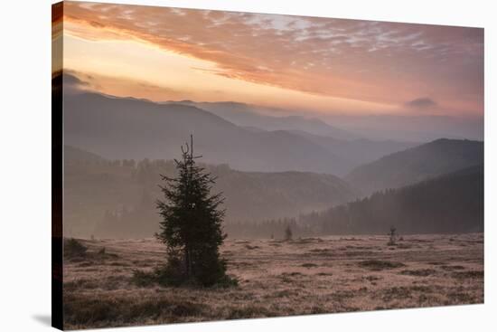 Misty Forest and Carpathian Mountains Landscape at Sunrise, Ranca, Parang Mountains-Matthew Williams-Ellis-Stretched Canvas