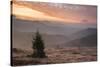 Misty Forest and Carpathian Mountains Landscape at Sunrise, Ranca, Parang Mountains-Matthew Williams-Ellis-Stretched Canvas
