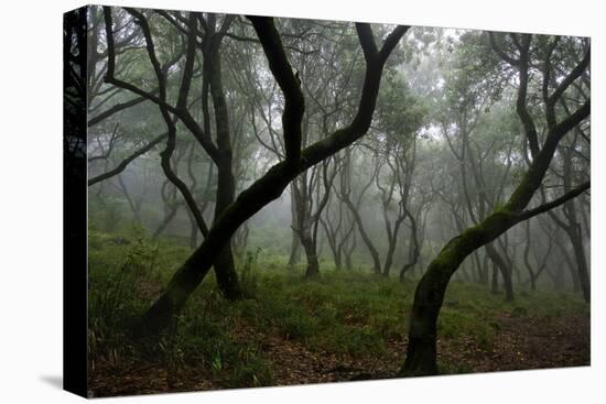 Misty Forest in the Pico De Encumeada Area, Madeira, March 2009-Radisics-Stretched Canvas