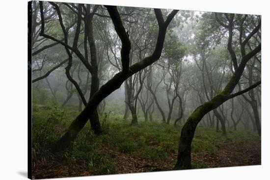 Misty Forest in the Pico De Encumeada Area, Madeira, March 2009-Radisics-Stretched Canvas