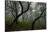 Misty Forest in the Pico De Encumeada Area, Madeira, March 2009-Radisics-Stretched Canvas