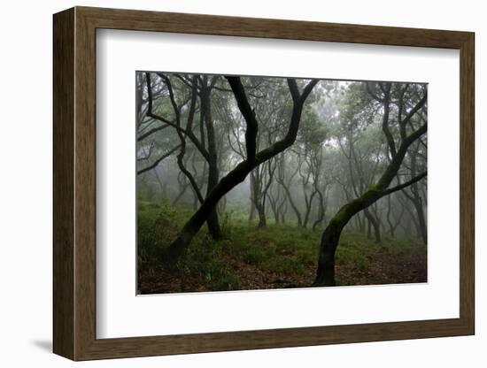 Misty Forest in the Pico De Encumeada Area, Madeira, March 2009-Radisics-Framed Photographic Print