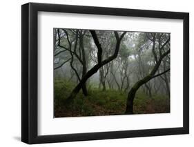 Misty Forest in the Pico De Encumeada Area, Madeira, March 2009-Radisics-Framed Photographic Print