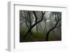 Misty Forest in the Pico De Encumeada Area, Madeira, March 2009-Radisics-Framed Photographic Print