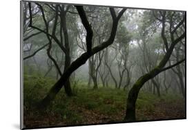 Misty Forest in the Pico De Encumeada Area, Madeira, March 2009-Radisics-Mounted Photographic Print