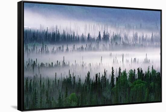 Misty Forest Near Mount Brooks-null-Framed Stretched Canvas