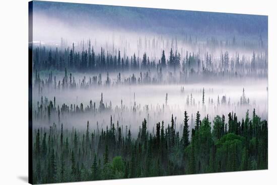 Misty Forest Near Mount Brooks-null-Stretched Canvas