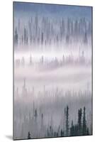 Misty Forest Near Mount Brooks-Paul Souders-Mounted Photographic Print