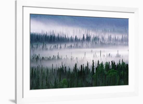 Misty Forest Near Mount Brooks-null-Framed Photographic Print