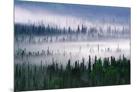 Misty Forest Near Mount Brooks-null-Mounted Photographic Print