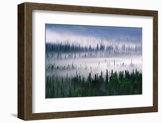 Misty Forest Near Mount Brooks-null-Framed Photographic Print