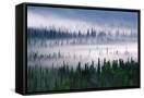 Canvas Black