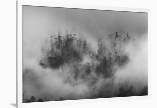 Misty forest, Paro Valley, Bhutan-Art Wolfe-Framed Photographic Print