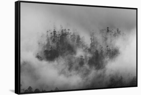 Misty forest, Paro Valley, Bhutan-Art Wolfe-Framed Stretched Canvas