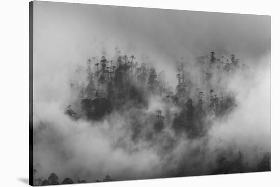 Misty forest, Paro Valley, Bhutan-Art Wolfe-Stretched Canvas