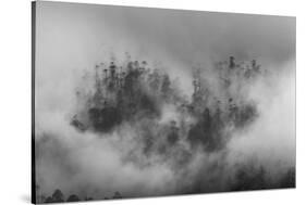 Misty forest, Paro Valley, Bhutan-Art Wolfe-Stretched Canvas