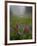 Misty forest pool with broadleaf lupin and magenta paintbrush, near Dewey Lake, Mount Rainier-Bob Gibbons-Framed Photographic Print