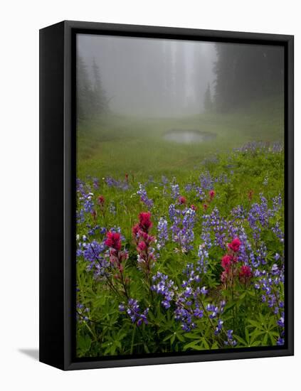 Misty forest pool with broadleaf lupin and magenta paintbrush, near Dewey Lake, Mount Rainier-Bob Gibbons-Framed Stretched Canvas