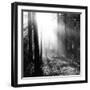 Misty Forest-Andreas Stridsberg-Framed Giclee Print