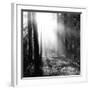 Misty Forest-Andreas Stridsberg-Framed Giclee Print