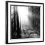 Misty Forest-Andreas Stridsberg-Framed Giclee Print