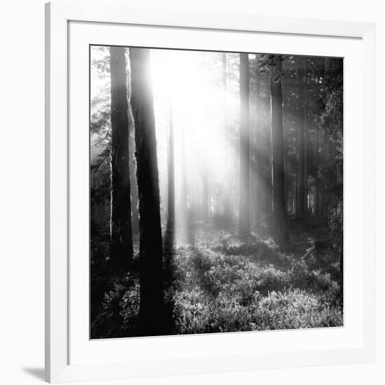 Misty Forest-Andreas Stridsberg-Framed Giclee Print