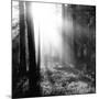 Misty Forest-Andreas Stridsberg-Mounted Giclee Print