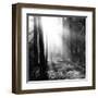 Misty Forest-Andreas Stridsberg-Framed Giclee Print