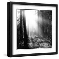 Misty Forest-Andreas Stridsberg-Framed Giclee Print