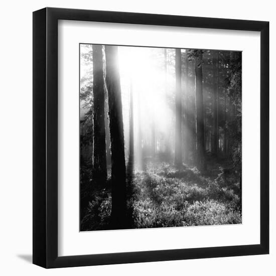 Misty Forest-Andreas Stridsberg-Framed Giclee Print