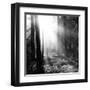 Misty Forest-Andreas Stridsberg-Framed Giclee Print