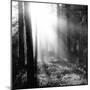 Misty Forest-Andreas Stridsberg-Mounted Giclee Print