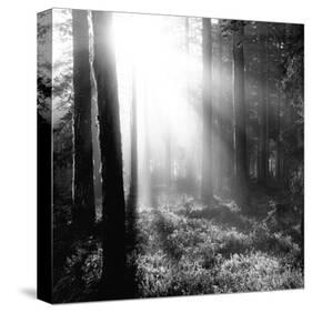Misty Forest-Andreas Stridsberg-Stretched Canvas