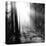 Misty Forest-Andreas Stridsberg-Stretched Canvas