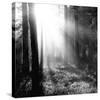 Misty Forest-Andreas Stridsberg-Stretched Canvas