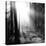 Misty Forest-Andreas Stridsberg-Stretched Canvas