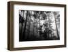 Misty Forest-Tim Oldford-Framed Photographic Print