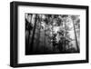 Misty Forest-Tim Oldford-Framed Photographic Print