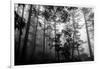 Misty Forest-Tim Oldford-Framed Photographic Print