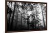 Misty Forest-Tim Oldford-Framed Photographic Print