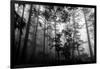 Misty Forest-Tim Oldford-Framed Photographic Print