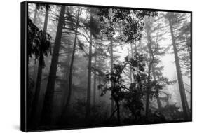 Misty Forest-Tim Oldford-Framed Stretched Canvas