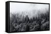 Misty Forests of Evergreen Coniferous Trees in an Ethereal Landscape with Low Laying Mist or Cloud-PlusONE-Framed Stretched Canvas