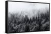 Misty Forests of Evergreen Coniferous Trees in an Ethereal Landscape with Low Laying Mist or Cloud-PlusONE-Framed Stretched Canvas