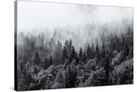 Misty Forests of Evergreen Coniferous Trees in an Ethereal Landscape with Low Laying Mist or Cloud-PlusONE-Stretched Canvas