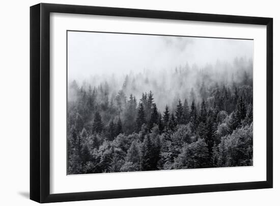 Misty Forests of Evergreen Coniferous Trees in an Ethereal Landscape with Low Laying Mist or Cloud-PlusONE-Framed Premium Photographic Print