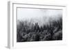 Misty Forests of Evergreen Coniferous Trees in an Ethereal Landscape with Low Laying Mist or Cloud-PlusONE-Framed Premium Photographic Print