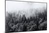 Misty Forests of Evergreen Coniferous Trees in an Ethereal Landscape with Low Laying Mist or Cloud-PlusONE-Mounted Premium Photographic Print